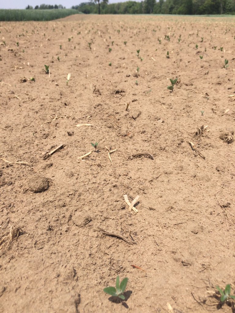 robinposs's tweet photo. Soybeans planted May 10. No insecticide. Seedcorn maggot causing well over 50% stand loss. #grainbugs #replant https://t.co/RDJAS0f7rk