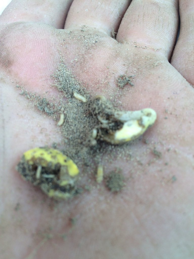 robinposs's tweet photo. Soybeans planted May 10. No insecticide. Seedcorn maggot causing well over 50% stand loss. #grainbugs #replant https://t.co/RDJAS0f7rk
