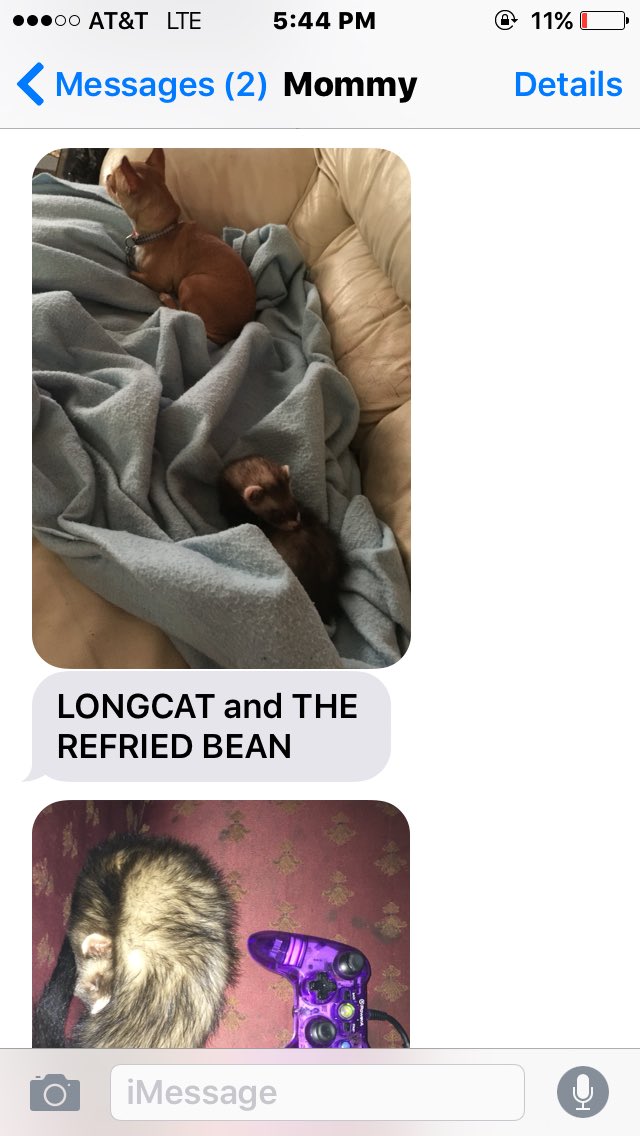 ashtraymatta's tweet photo. What happens when my mom is bored and she takes the chihuahua and the ferret back to Tennessee #longcat #refriedbean https://t.co/GHHT7U733Q