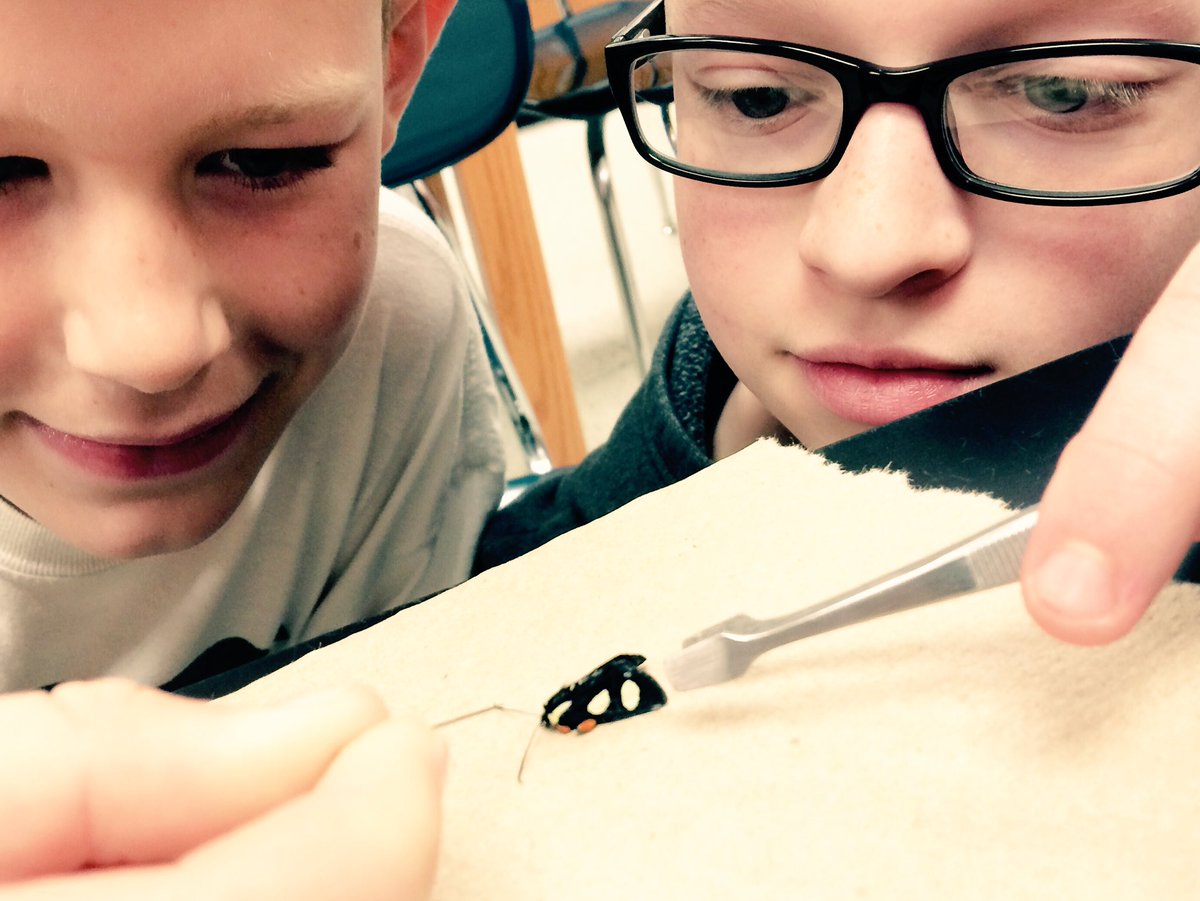 rsvoigt's tweet image. Junior entomologists @MMS_ELPS catch rare #mothproject addition 4 @MSUCollegeofEd collection. &apos;8 Spotted Forester&apos;!
