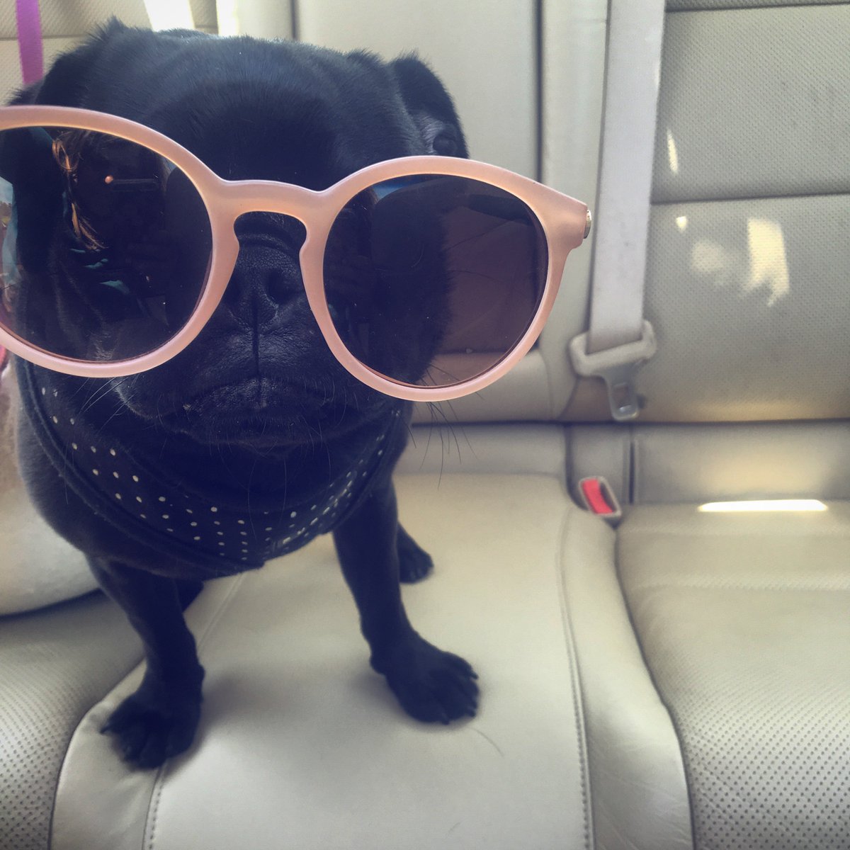 Where are my glasses she said... :) #pug #pugs #puglife