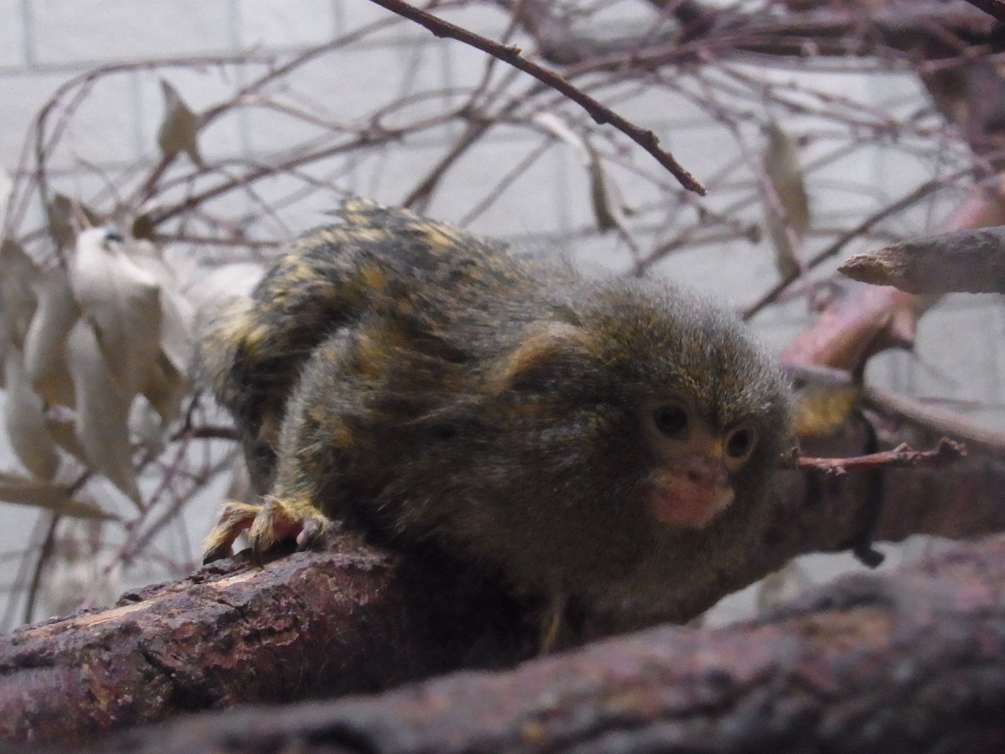 日本モンキーセンター 公式 ピグミーマーモセットです 日本モンキーセンターで飼育 している中で最小のサルです 大人でも100ｇほどしかありません 主に樹液を食べますが果物や昆虫も食べます この写真のピグミーはメスのピンキーです Jmc動物紹介