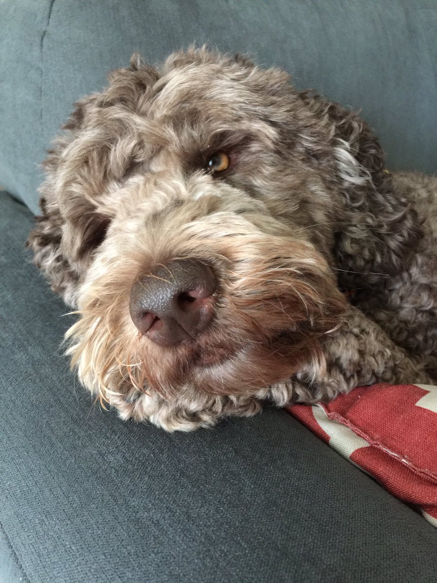 RudyDoodle's tweet photo. Iz it fridayyyy yet? #Labradoodle https://t.co/18PR3Ds6Wm