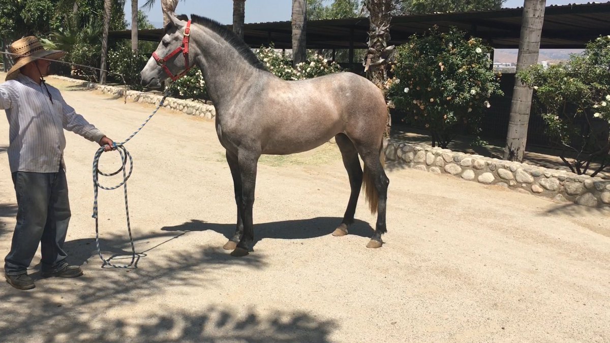 elpotrillo89's tweet photo. Golosa RM se vende 4 años #PRE 951-3770017 Riverside California https://t.co/utdYKdH91L