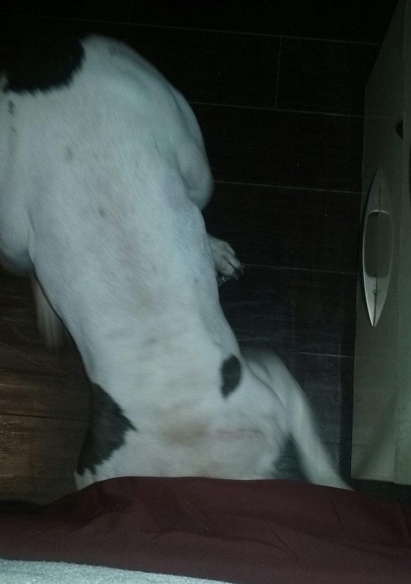 ashjay_g's tweet photo. Hiding from the storm under mom &amp; dad's bed lol #BigBaby #Pebbles #Bully https://t.co/qhGFp4IRb4
