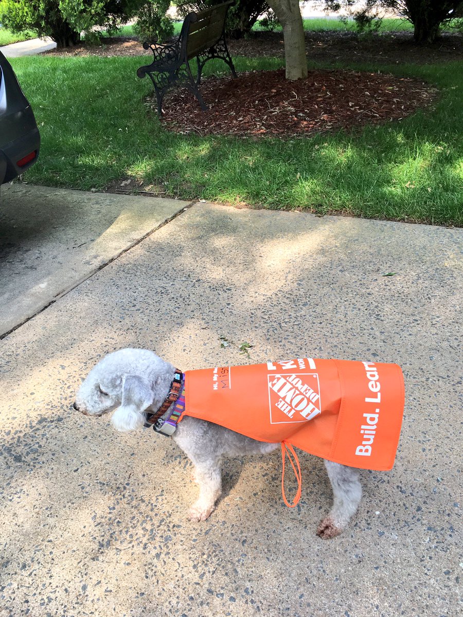 CBMMist's tweet photo. @HomeDepot is the best place ever! #bedlington #dogsinstores #happydog #dogsoftwitter https://t.co/A8mKAxMQ0S