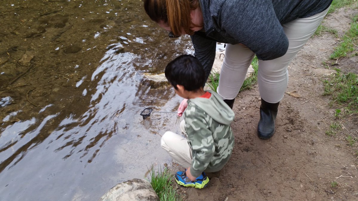 MilllValleyJS's tweet photo. Today our kindergartens released the baby salmon we hatched into the Credit River. @CVC_CA  #aqualinks #tdsb https://t.co/SpDZU3pyfu