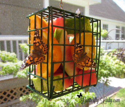MyButterflyLady's tweet photo. Adding fruit to your garden will attract butterflies.  https://t.co/xK31XeJdIc https://t.co/9EdNpnBq27