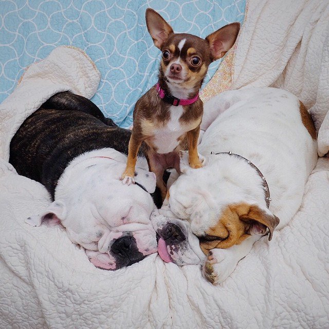 barkbox's tweet photo. "I'M the REAL boss around here." #QuickTakeThePic #BeforeTheyWakeUp
via https://t.co/i6oqm7vXBC https://t.co/Pw2RPhASj8