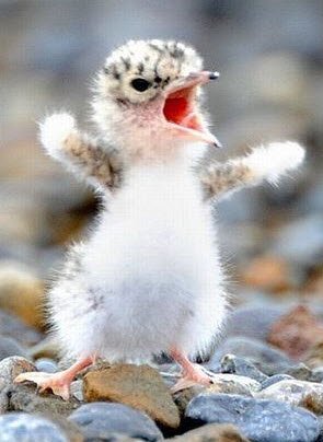 EDGEIllinois's tweet image. Now is the time for communities statewide to squawk for more State Education $.  #noRedNumbers #SB231