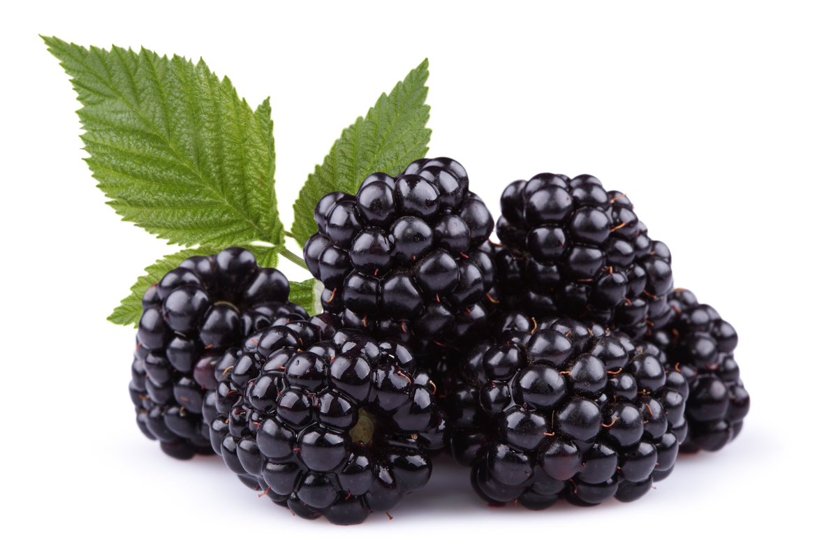 Kyagproduction's tweet photo. #blackberries will be ready soon.  Volume pricing is
$5/pt, $8/qt, or $25/gal.  Reply or DM me with your order. https://t.co/TkyaIpLWWs