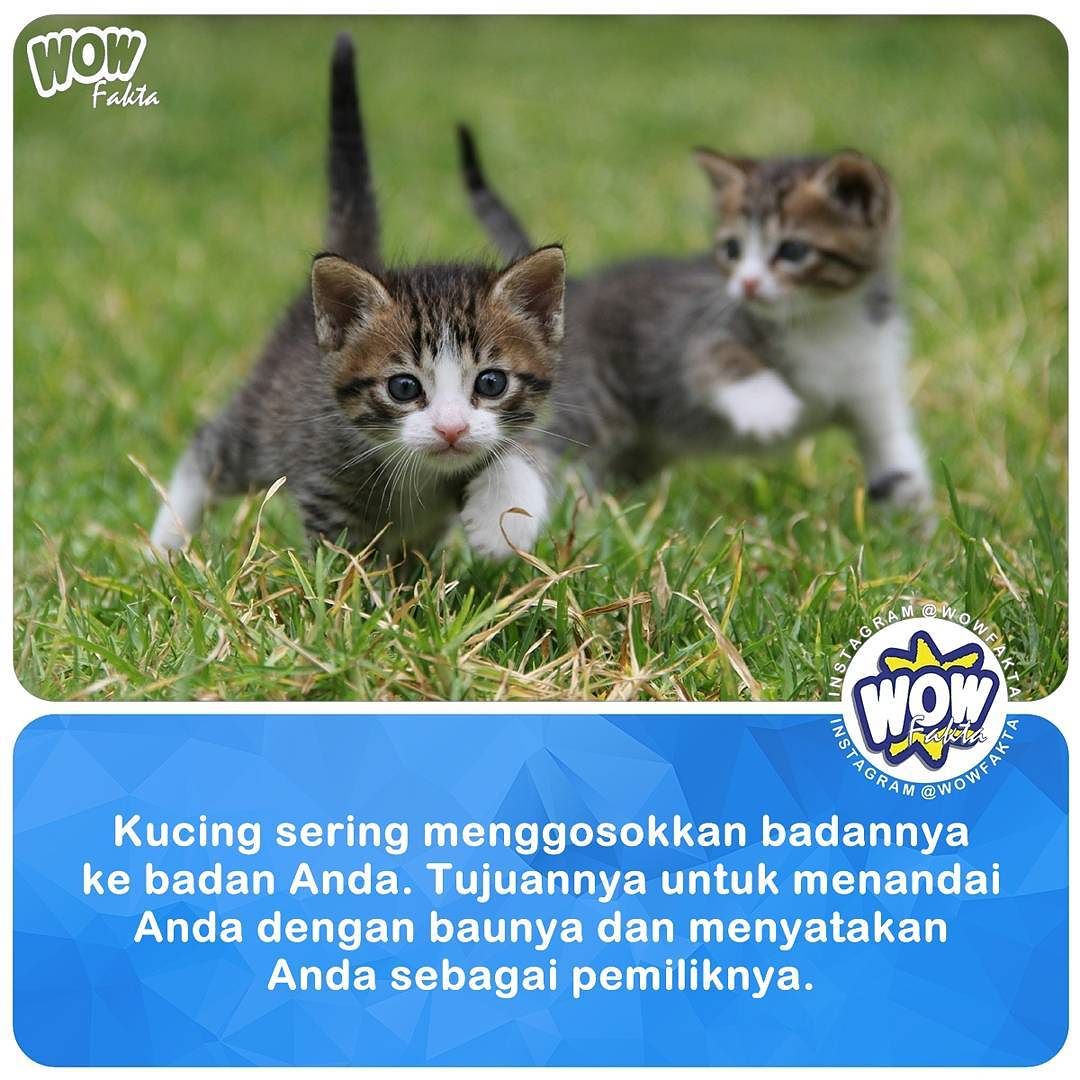 kontenwow's tweet photo. https://t.co/uhTymTrs0T [#wowfakta] Faktagram hari ini #fakta #faktanya #mostpopular https://t.co/QLxY91FOkI
