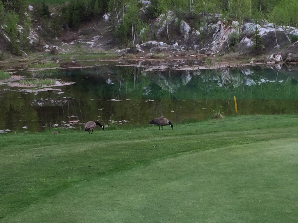 Had some friends on the course <a href="/HillsboroughGC/">Hillsborough Golf Club</a> tonight, coincidentally I did birdie the hole #GolfLife