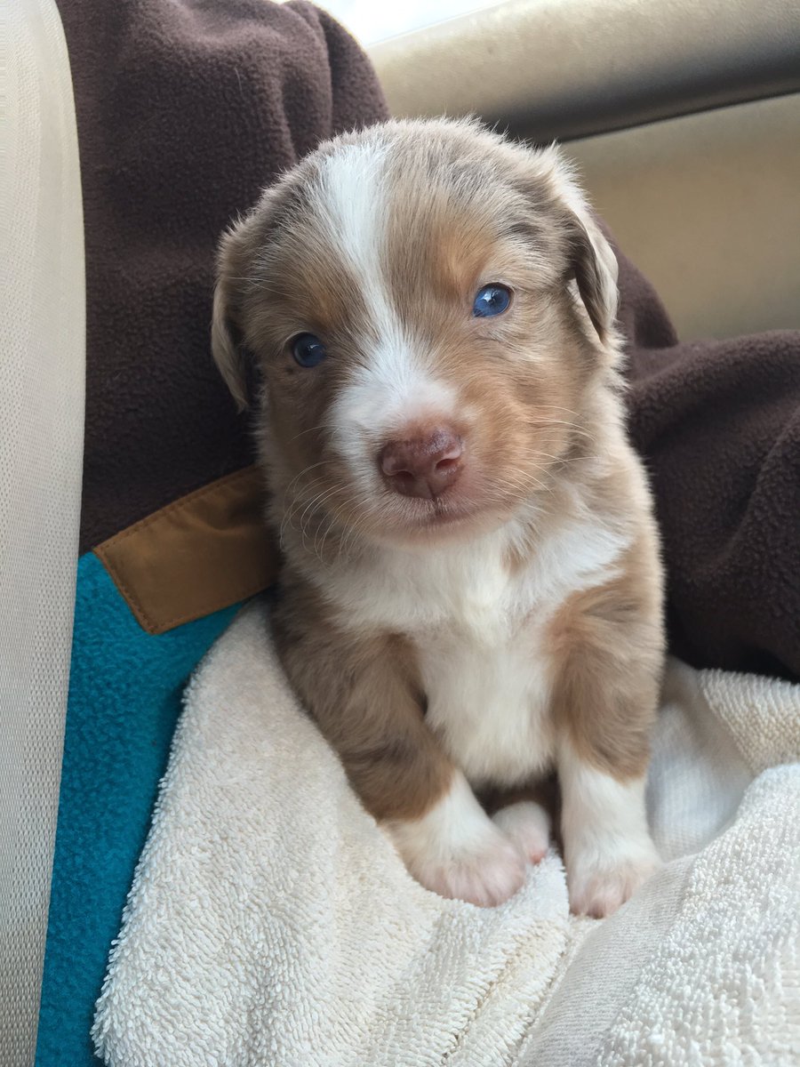 Dwizzle_Yo's tweet photo. Everyone meet Jarvis, my new Aussie https://t.co/PWWfaxF4yx
