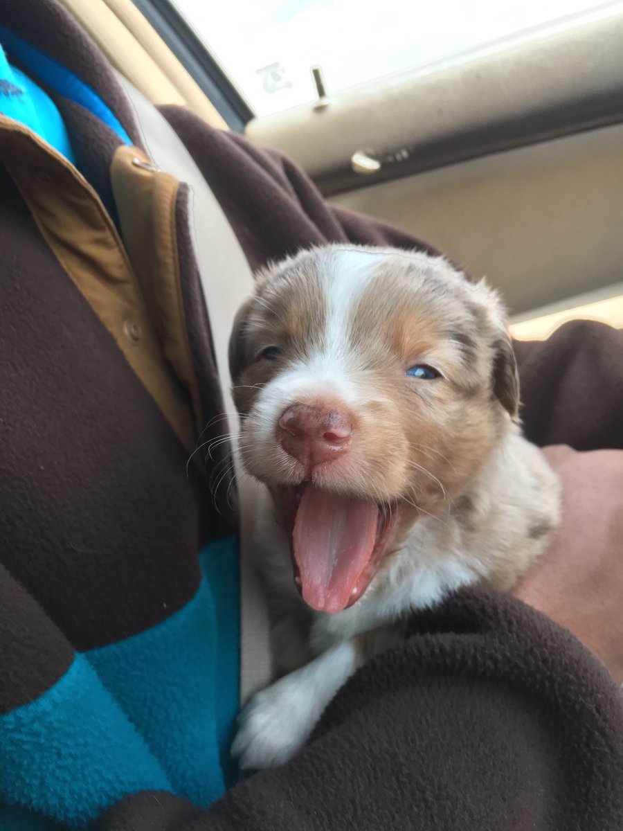 Dwizzle_Yo's tweet photo. Everyone meet Jarvis, my new Aussie https://t.co/PWWfaxF4yx