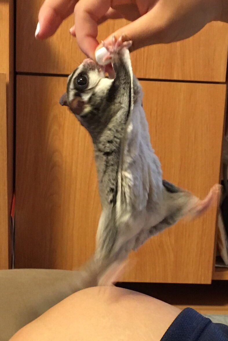 mocoa__'s tweet photo. よいしょっよいしょっ！
って感じでとってもキュート💓

モコしゃんの足がとっても可愛い😊 https://t.co/ZLSC2QfLUk