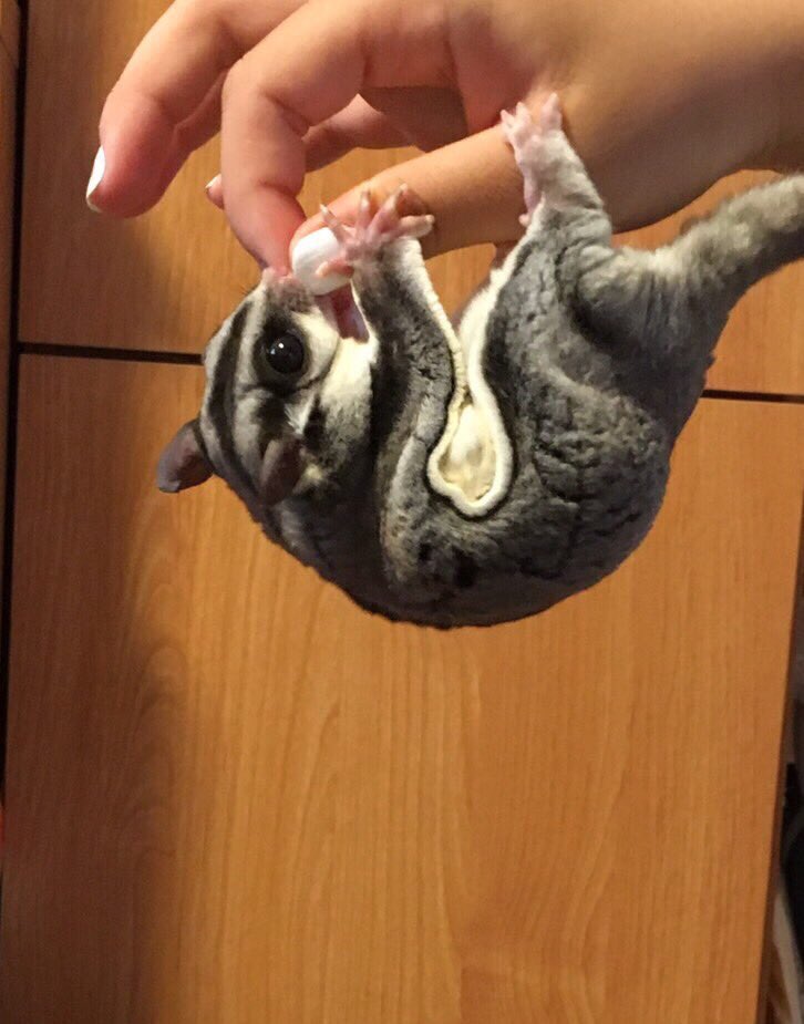 mocoa__'s tweet photo. よいしょっよいしょっ！
って感じでとってもキュート💓

モコしゃんの足がとっても可愛い😊 https://t.co/ZLSC2QfLUk