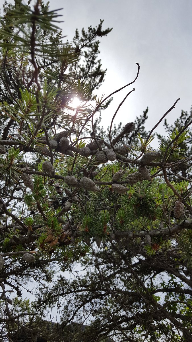 PVsteen's tweet photo. @JohnJSipple I have faith in you. Name this tree. #treehaven #scienceteachertrivia #nerdcoaches https://t.co/2BNPhDtVRH