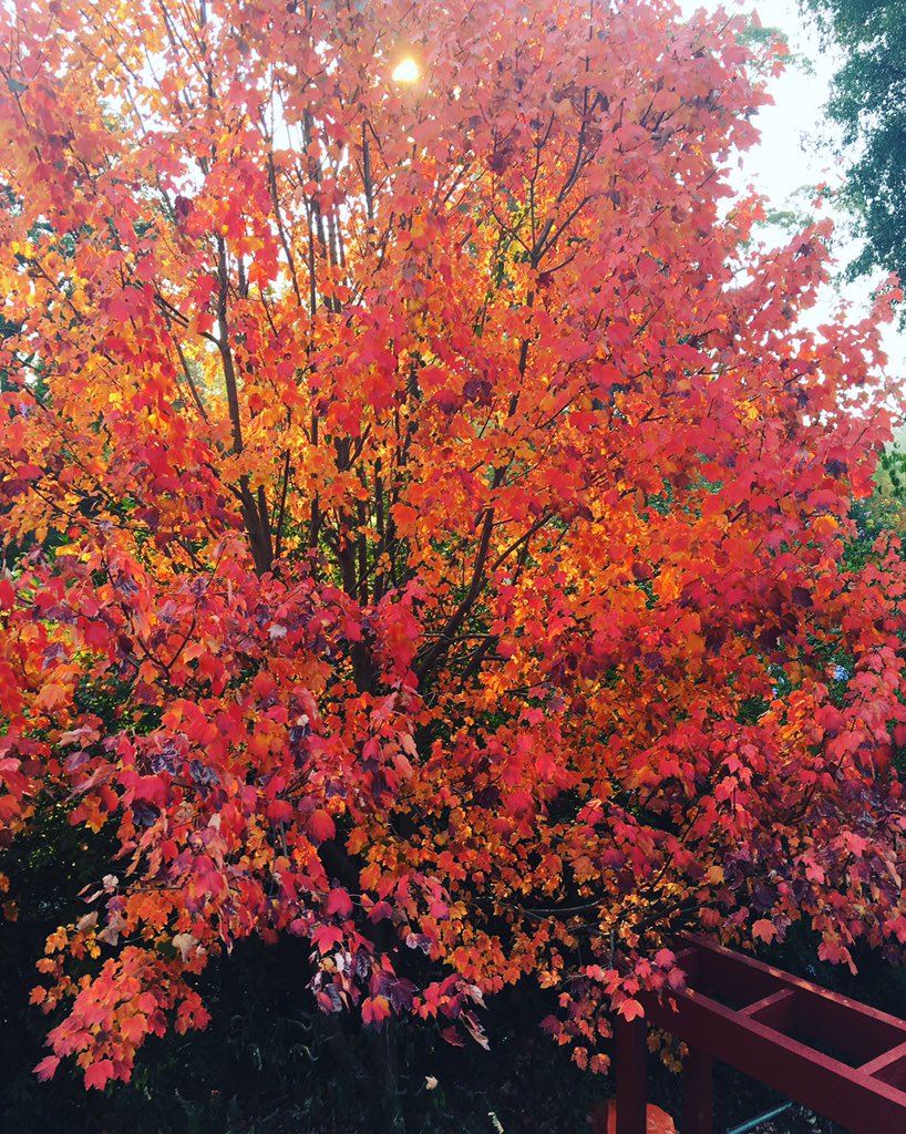 ElomenoPr's tweet photo. It's not just the trees that are changing - have you noticed #ElomenoPR's rebrand? #seasons #change #PR #agency https://t.co/iQs0OlQBsQ