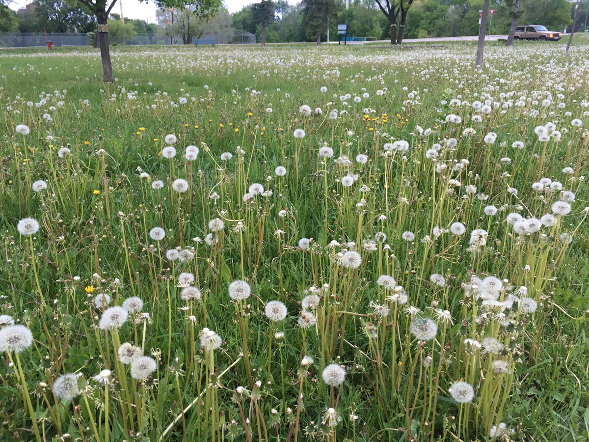 Results of <a href="/MBGov/">Manitoba Government</a> pesticide ban in #winnipeg @Brian_Pallister @Mayor_Bowman time for change?