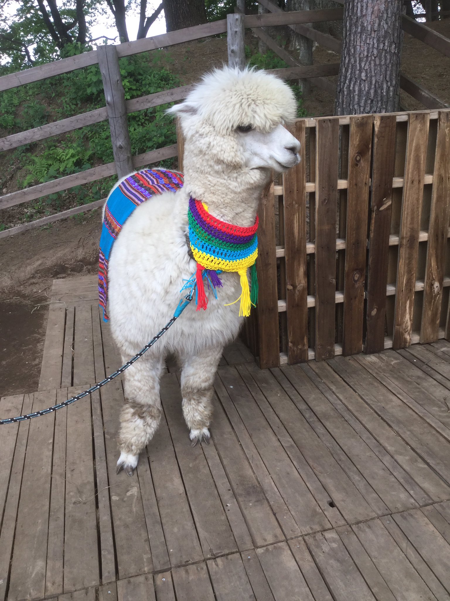 八ヶ岳アルパカ牧場 公式 Sur Twitter もういくつ寝るとペルー フェスティバル 2日後に迫ってきたフェスタの為に衣裳の調整中 この配色はペルーならではです 元気になりますね 是非遊びに来てください Peru Alpaca 八ヶ岳アルパカ牧場 アルパカ