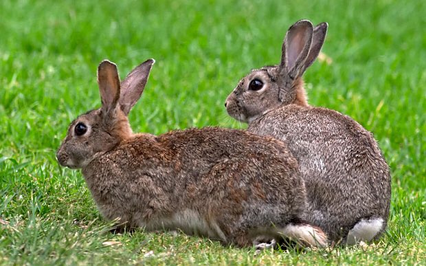 felix_futball's tweet photo. CHECK OUT my article Dominance of the "RABBITS" -here: https://t.co/HoAnlZHe4q https://t.co/p3RDHjm5D0