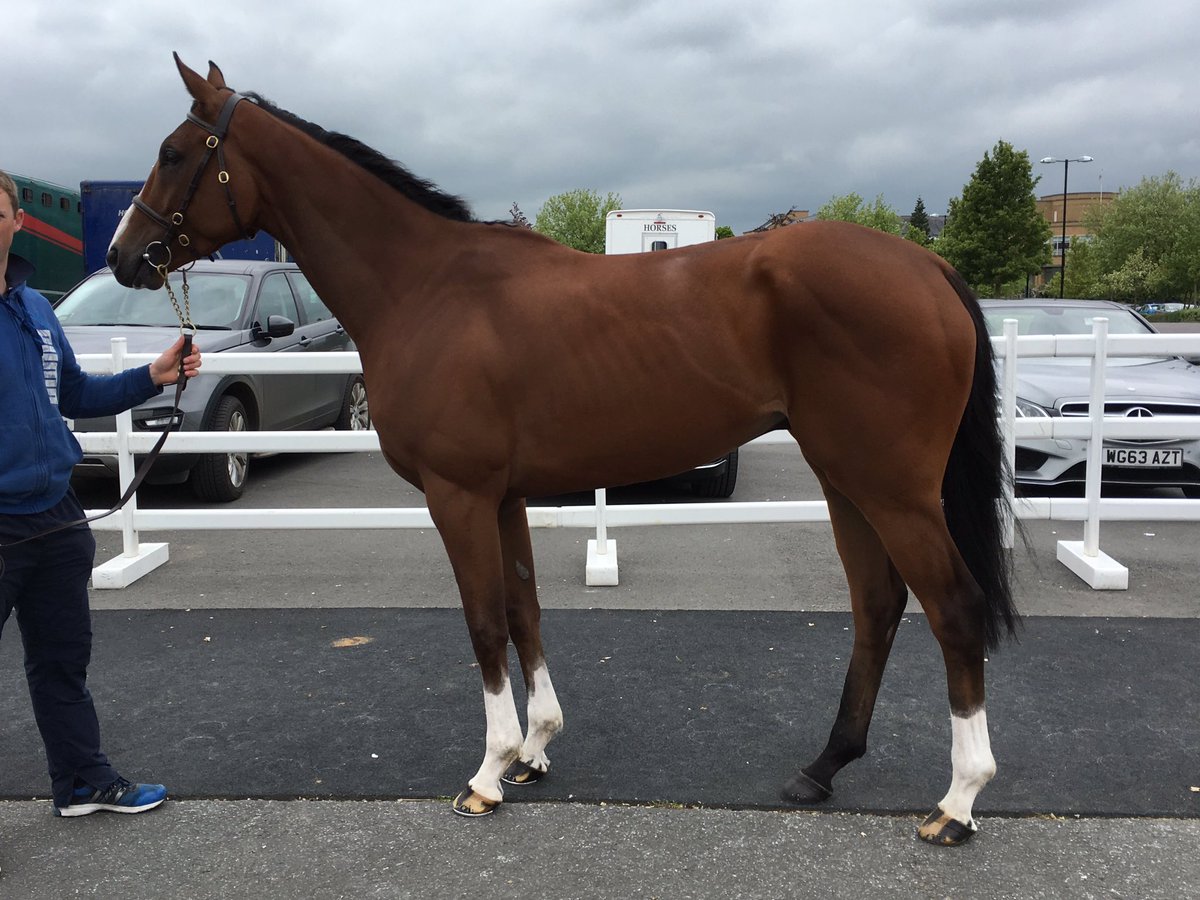 agentbloodstock's tweet photo. Exciting/busy day @tattscheltenham yesterday with 13 lots bought
Headed by this chap
LOUGH DERG SPIRIT
#dreamsbegin https://t.co/a8NziDyXHC
