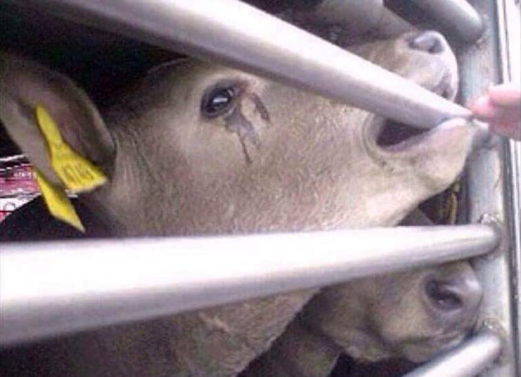 Bilmedikleri bir dilde bağırsan duymuyorlar...
Bir de hiç anlamaya niyetlenmediklerini düşün ?