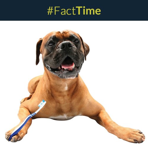 MyEuroPets's tweet photo. Do you have a hard time brushing your #dog’steeth? You can apply toothpaste to his favorite chew toy or bone. https://t.co/4sDttblcVP