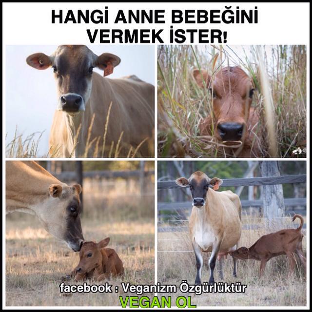 Süt tüm memeli türlerin "KENDİ" bebekleri için sahip oldukları besindir.Başka türlerin içmesi için çalması gerekir.