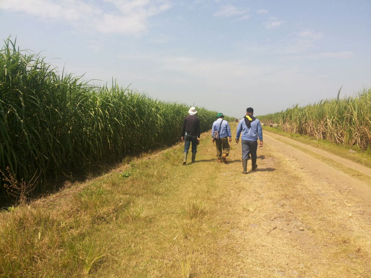 disbun_jabar's tweet photo. Petugas PBT Disbun Jabar & Tim P3GI laksanakan sertifikasi tebu di kebun Pabrik Gula Jatitujuh. #BSPMB https://t.co/WdpCfmakYk