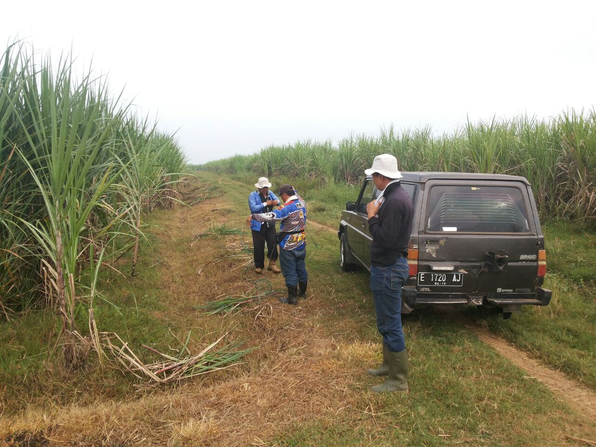 disbun_jabar's tweet photo. Petugas PBT Disbun Jabar & Tim P3GI laksanakan sertifikasi tebu di kebun Pabrik Gula Jatitujuh. #BSPMB https://t.co/WdpCfmakYk