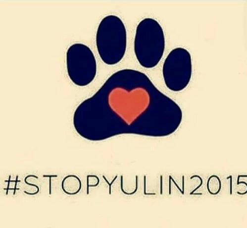 JulieFordSNP's tweet photo. Stop the inhumane #YulinDogMeatFestival. Please, as many people as possible, support this campaign.  #StopYulin2016 https://t.co/s7ckav2RMD