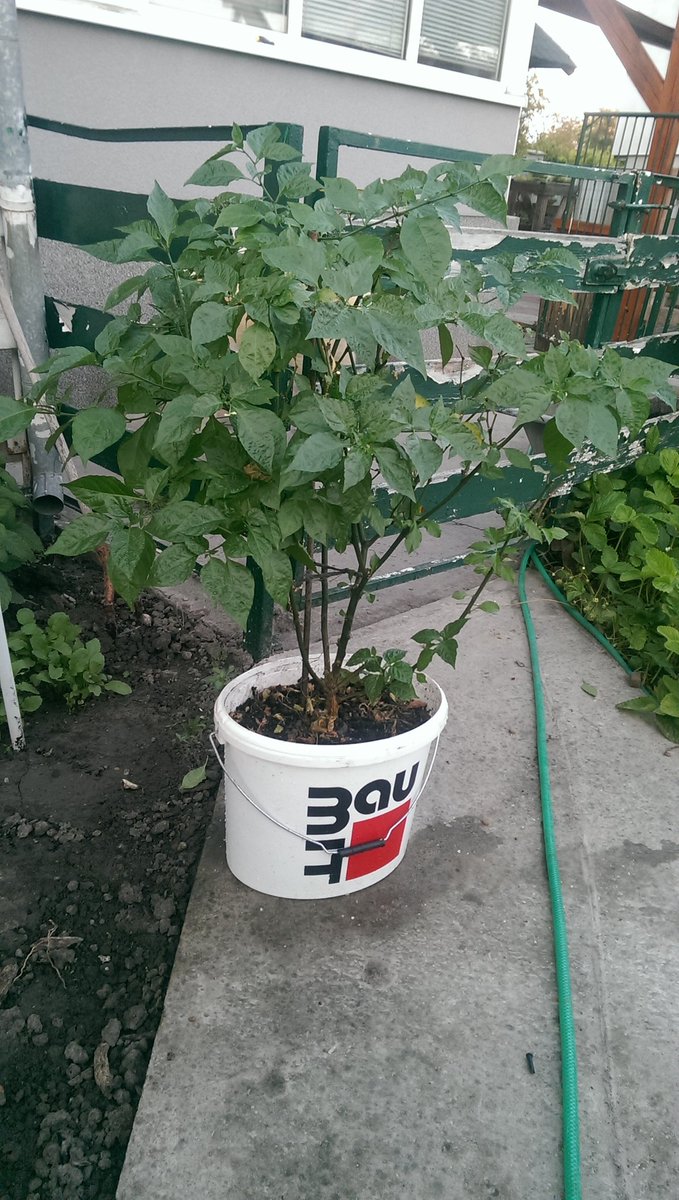 vargaborka's tweet photo. My 1 year old #chili plant survived the winter and getting free #carolinareaper #capsaicine #gardening #gardener https://t.co/0Al6r4WazT
