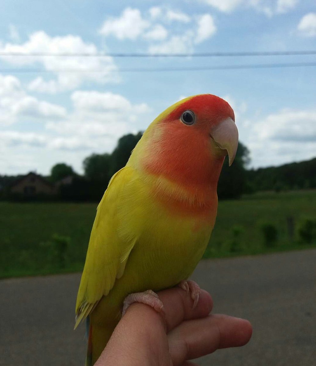 Retweet als ik een lieve vogel ben <3