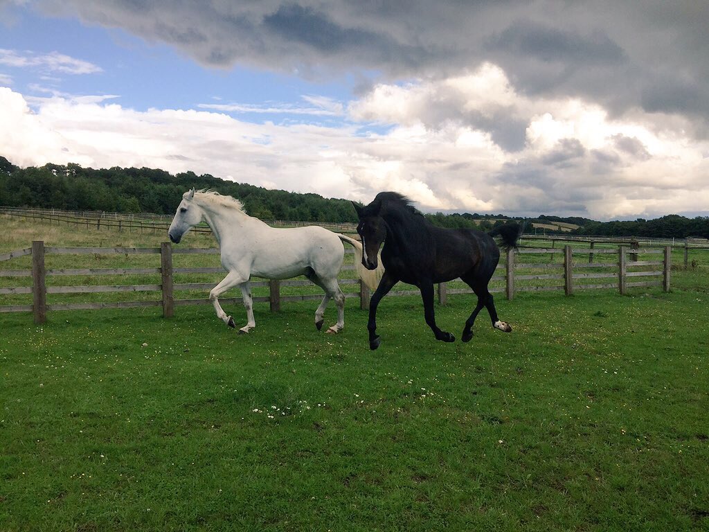 ParkHallLivery's tweet photo. We still have horse grazing available at three country house estates for just £15 per horse per week https://t.co/5glTdZeMam