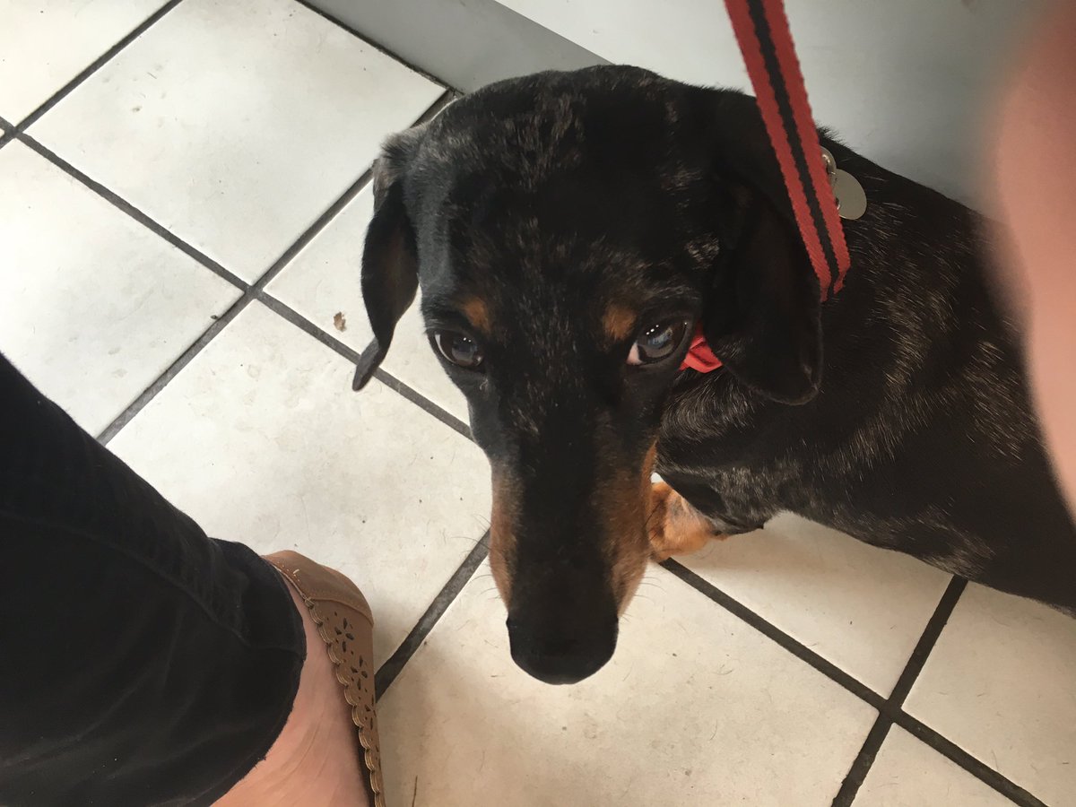 JBsausagedog's tweet image. Mum has brought me to #KwickFit nothing to eat #bored