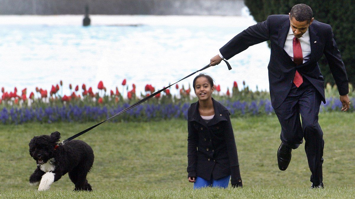 オバマ大統領の犬もやっぱり普通に自由な犬 話題の画像プラス