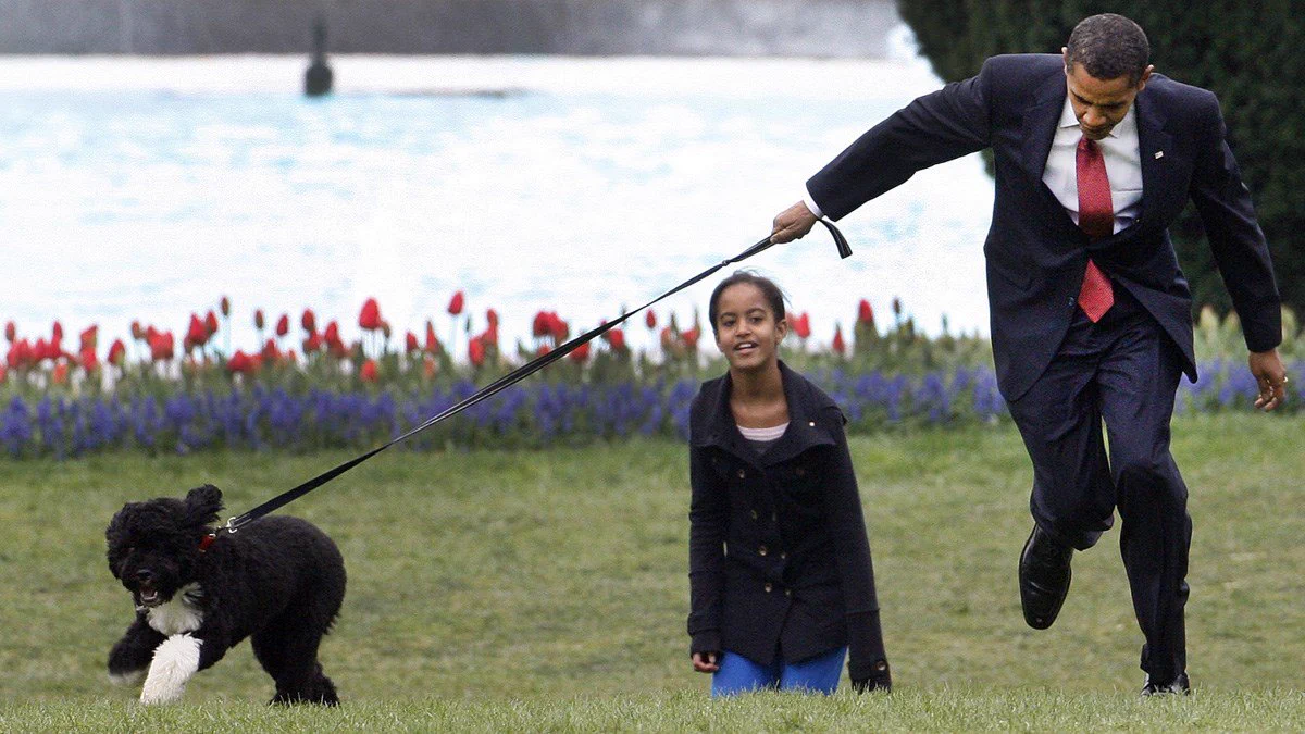 オバマ大統領の犬もやっぱり普通に自由な犬ｗｗｗ