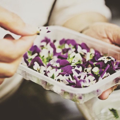 hashtagmechelen's tweet photo. door #ofiachirishpub #pub #ofiach #irishpub #flowers #edible... https://t.co/SlhyYWUzSn https://t.co/WBIxxs6LR3
