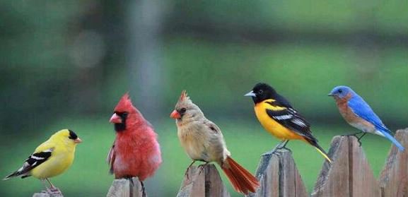TweetShital's tweet photo. @RjDhvanit #AngryBird’s #HateLetter – what a way to convey the message of #SaveEnv #PlantTrees Hatsoff, proud of you https://t.co/r72NvETCYk