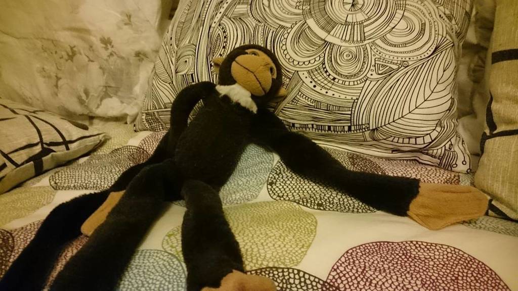 RufusTheMonkey's tweet photo. Aren't friday the best day of the week? https://t.co/wyxGaUaDCd https://t.co/wbqWHtZ9W3