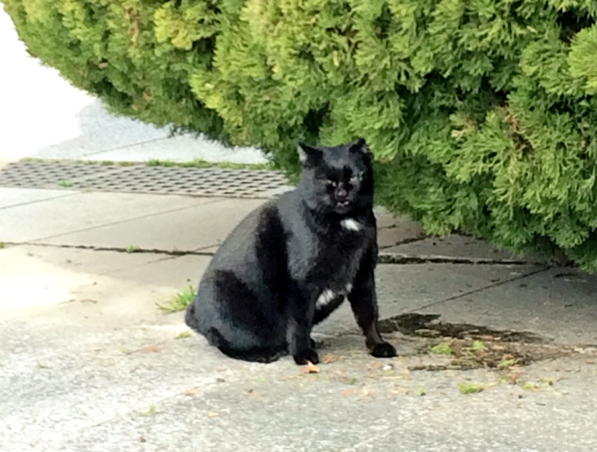 ぁゃ Twitterissa オバマ大統領広島訪問でのスピーチを終えて車で帰る際 黒猫が横切って行ったけどこの子かな 笑 黒猫だったし 写真は1年前の 笑 ぁゃ Twitterissa オバマ大統領広島訪問でのスピーチを終えて車で帰る際 黒猫が横切って行ったけどこの子かな 笑 黒猫だったし 写真は1年前の 笑
