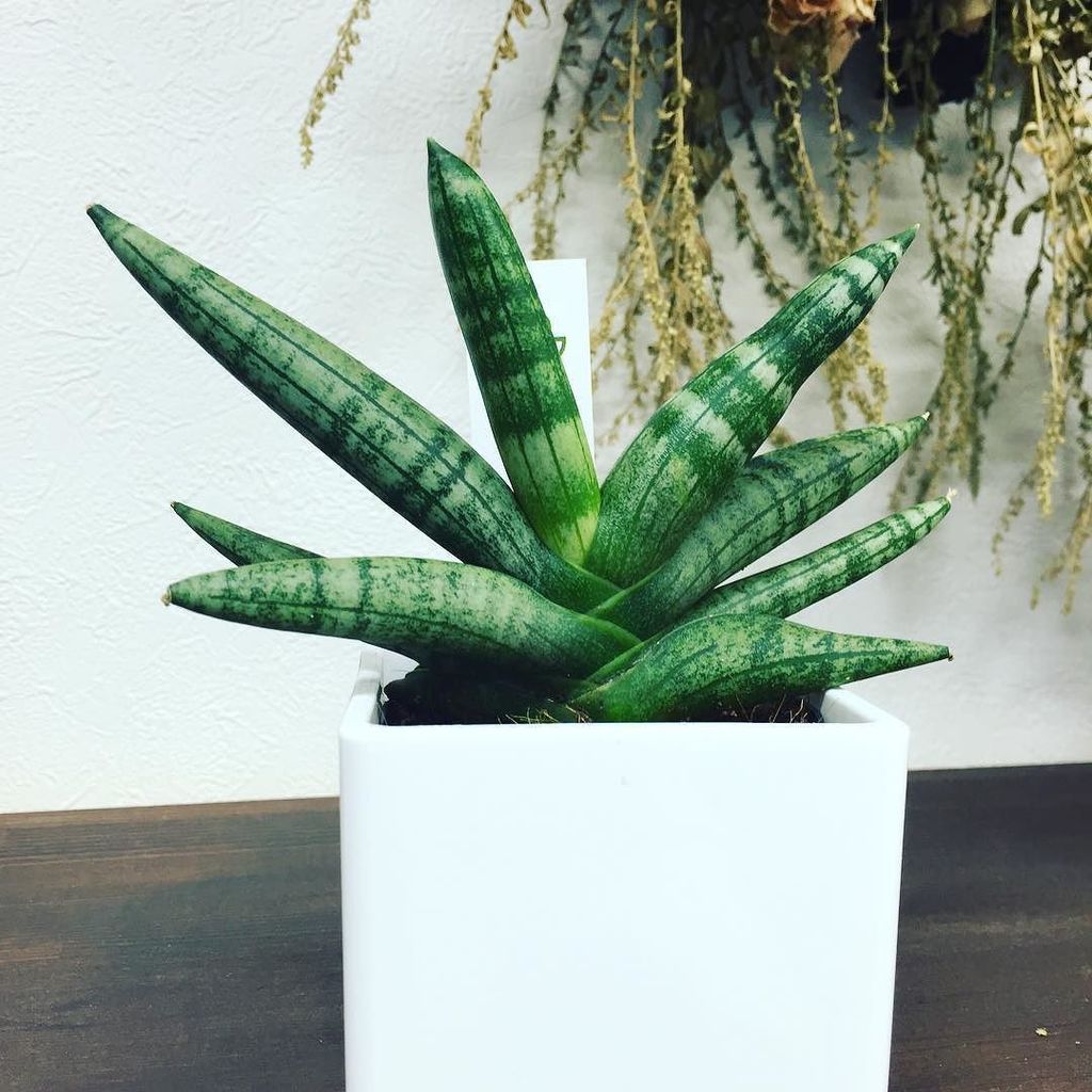 家とも 今日から仲間入り サンスベリアの仲間でーす 癒されてまーす 観葉植物 観葉植物のある暮らし 空気清浄機 サンスベリア たくさん 癒されて 高岡市 家とも T Co 3jhmml0wjy