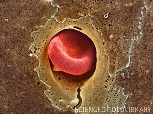 medicalce's tweet photo. An image of capillary, just wide enough for one red blood cell (erythrocyte) to squeeze through. https://t.co/aJDRWE83fA