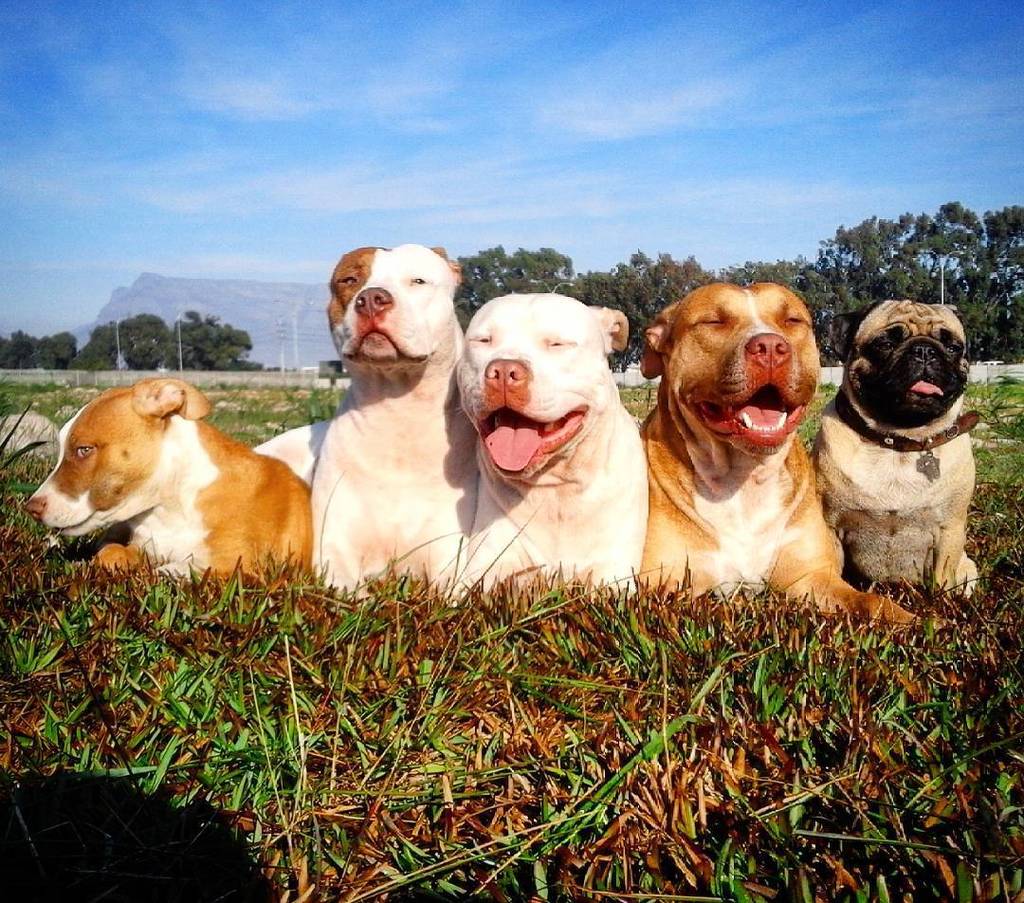 Puglee_Pug's tweet image. Got 5 terrors out today 🙈😀 #ourpitpage #pitbullsofinstagram #passionforpitties #pawsomepitbulls #welovepitbulls #pi…