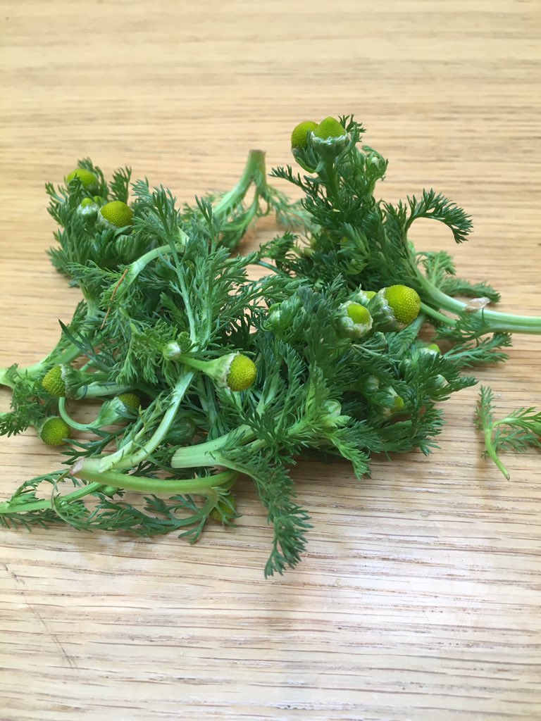 Camomille ananas...#reflexion