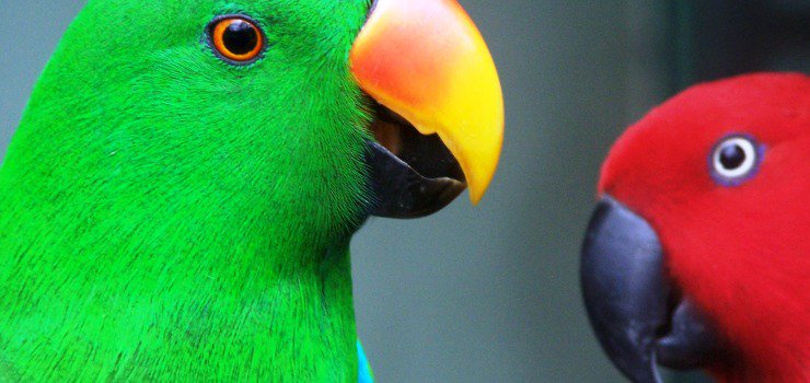 bluemacaws's tweet image. Claves para tener éxito en la elección de una pareja de Eclectus
bluemacaws.es/elegir-una-par…