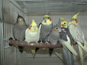 papagayosycia's tweet image. La ninfa, una gran elección como mascota.
papagayosycia.es/elegir-tu-ninf…