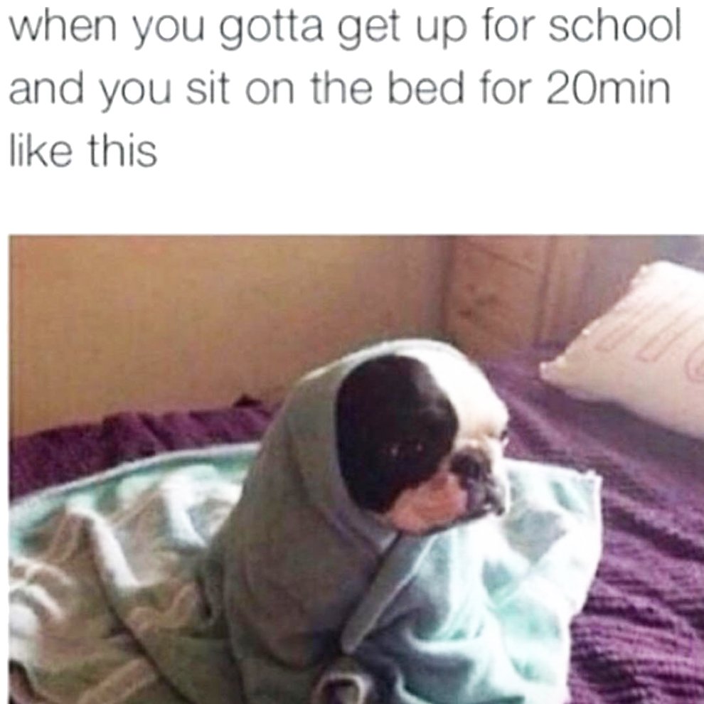 onlineclock's tweet image. Time To Ask Why

timer.onlineclock.net/timers/20minut…

#School #Mornings #WakingUp #TimeToReflect #Dog #FidoFriday #Pets